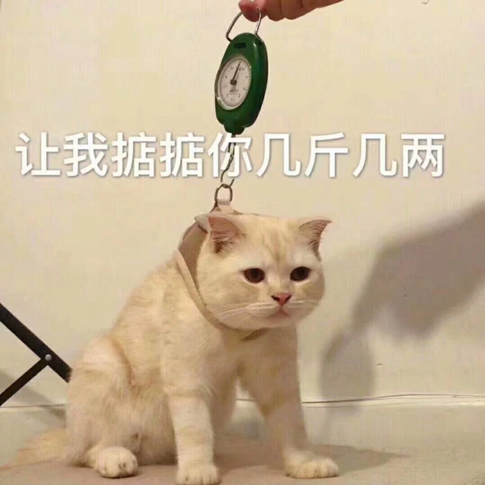 情侣表情就你秀表情包图片
