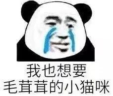 撑住 会有猫的