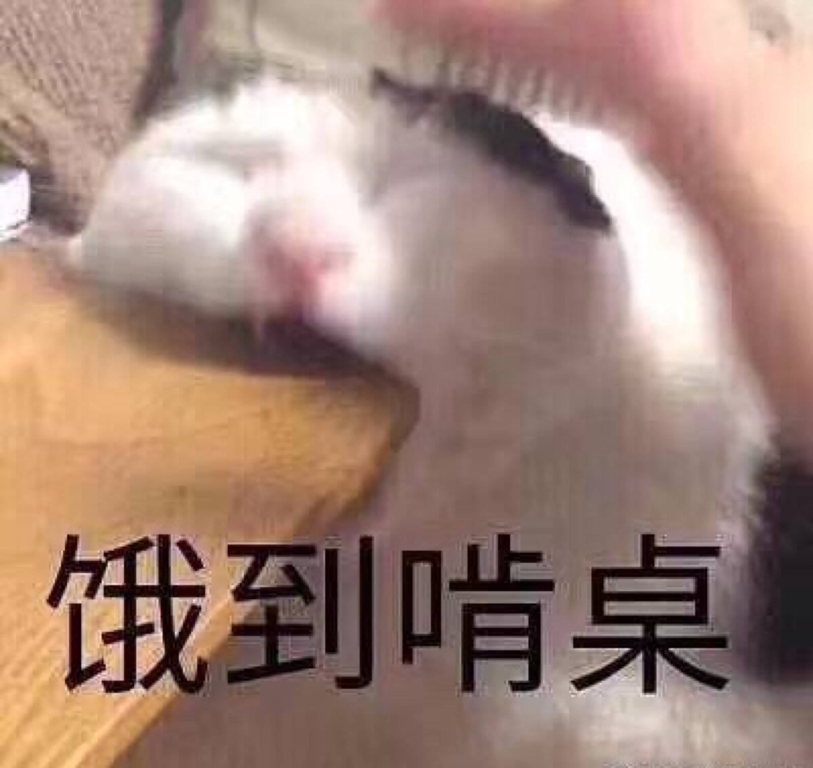 好饿啊啊啊啊(疯狂挠墙