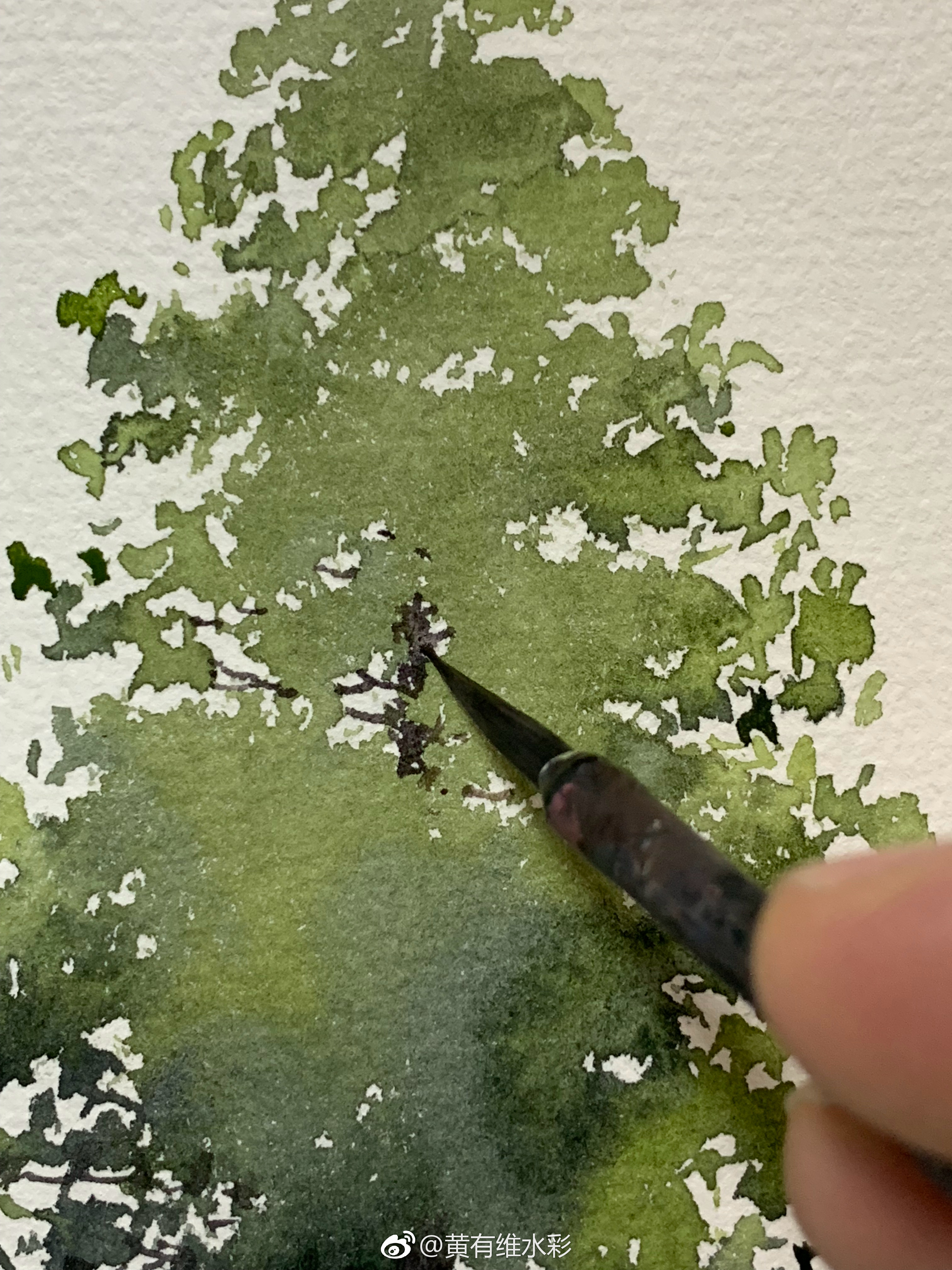 一棵年轻的松树,画出他朝气蓬勃的感觉.