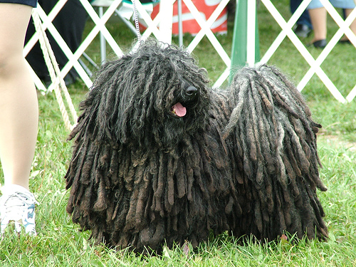 波利犬 