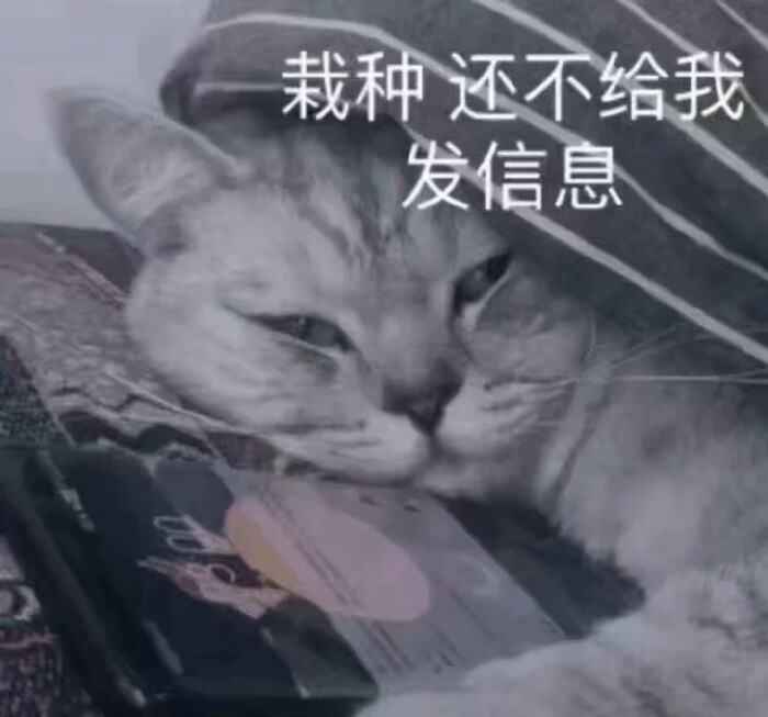 我只是壁纸|表情|头像的搬运工啦~用表情包快片肾宝图片
