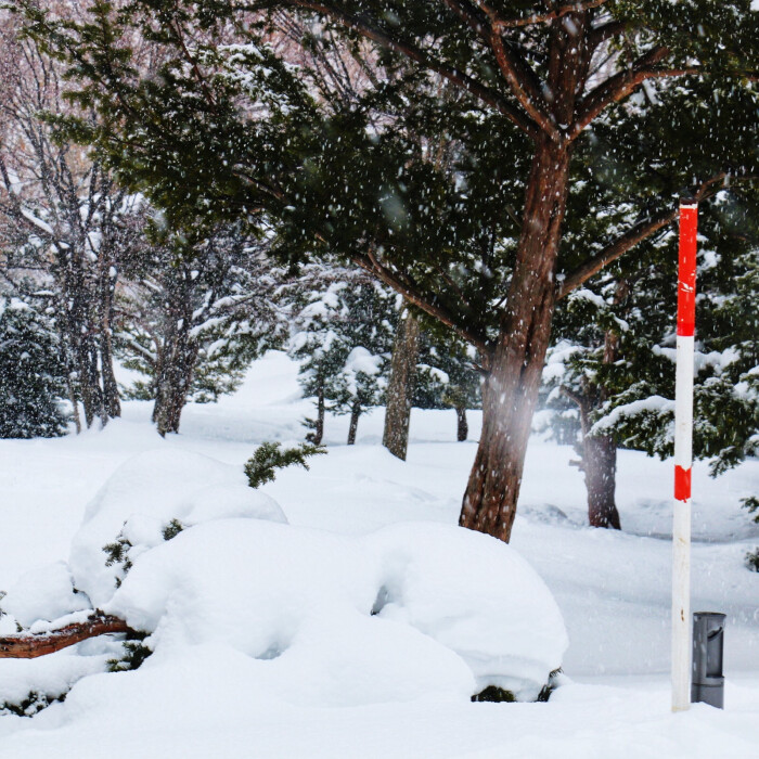 √不由自主的伸手去接纷纷扬扬的雪花 √