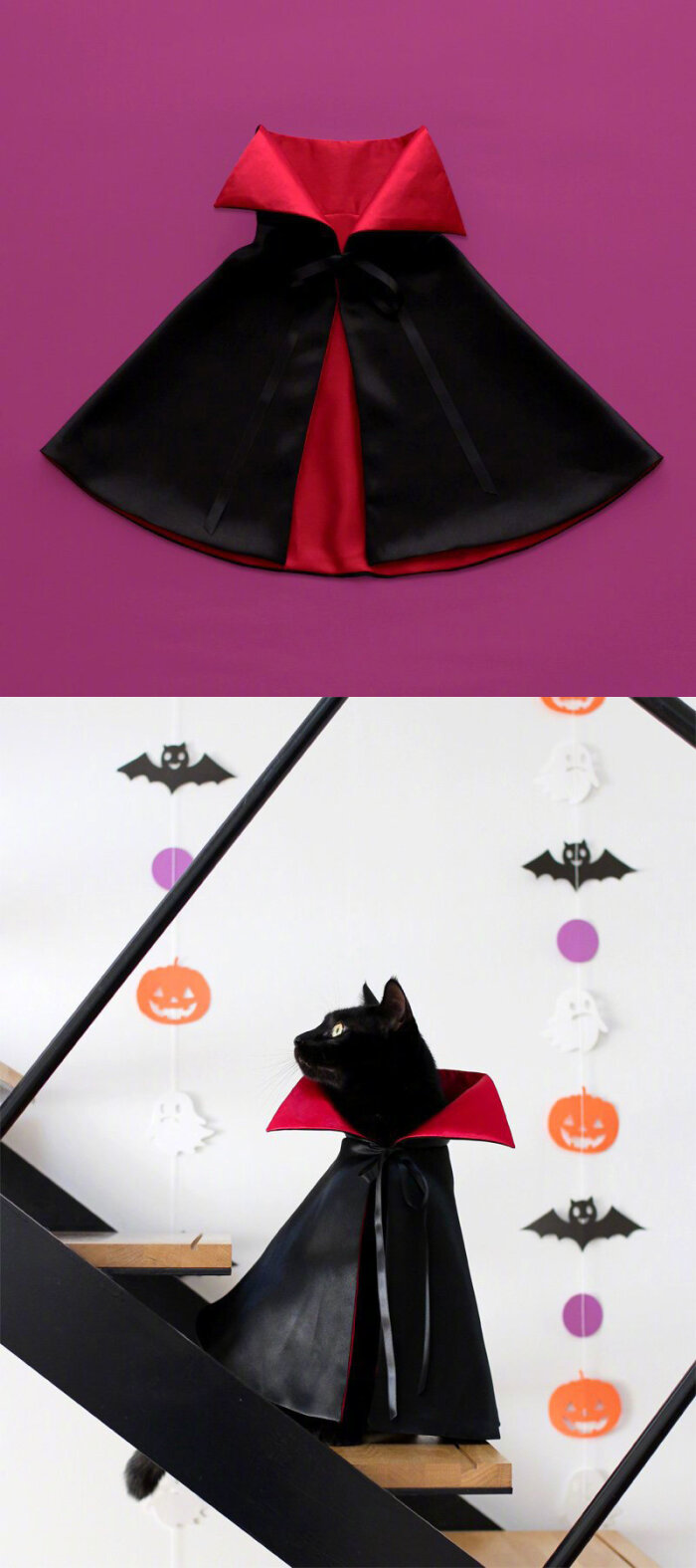 帅气的黑猫项圈