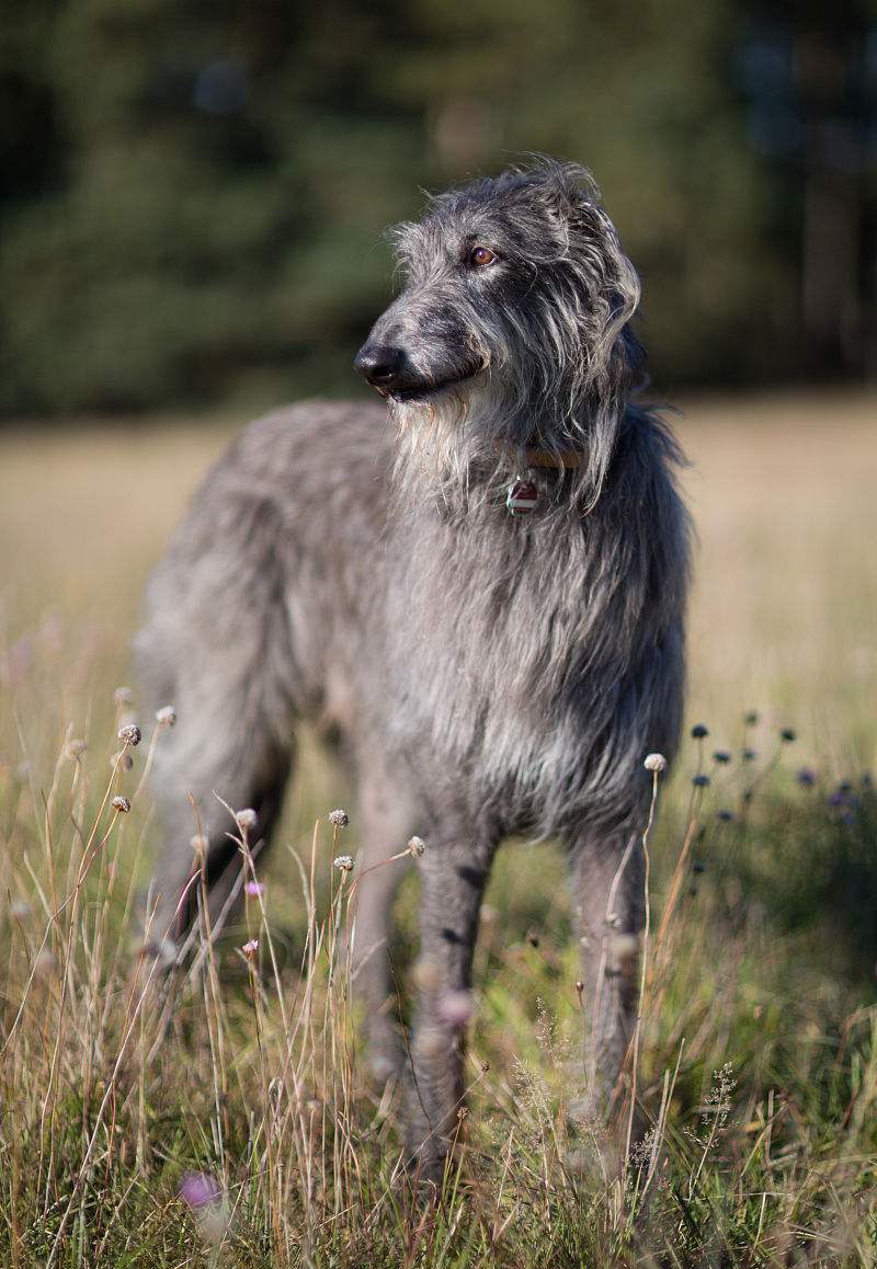 苏格兰猎鹿犬