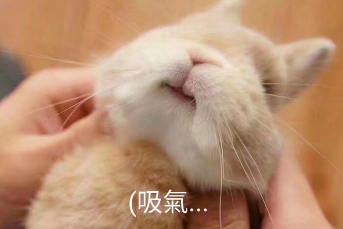 萌兔表情难过爸爸包表情很可爱图片