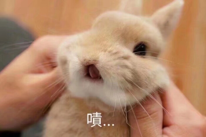 萌兔表情可图片笑爱女美搞图片