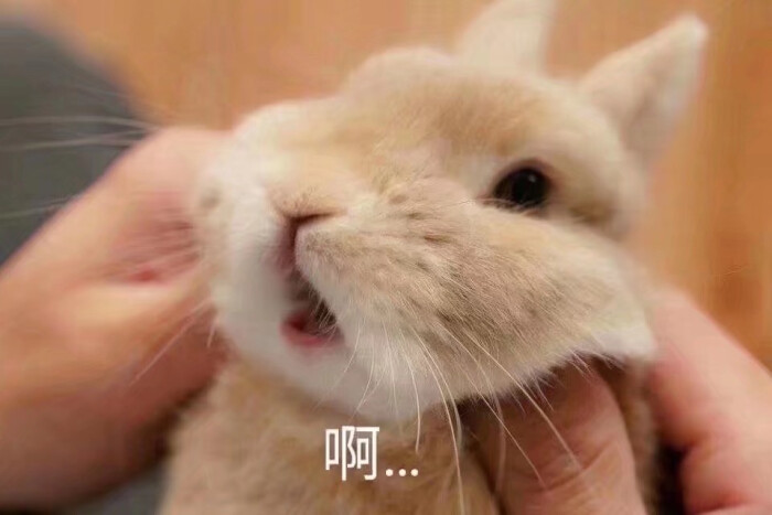 萌兔表情可爱表情包停请一下朋友图片