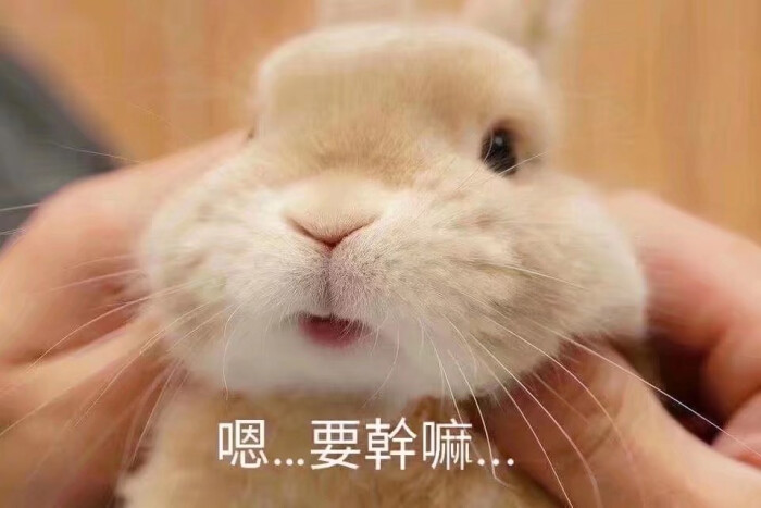 萌兔表情搞笑最可爱表情动物图片