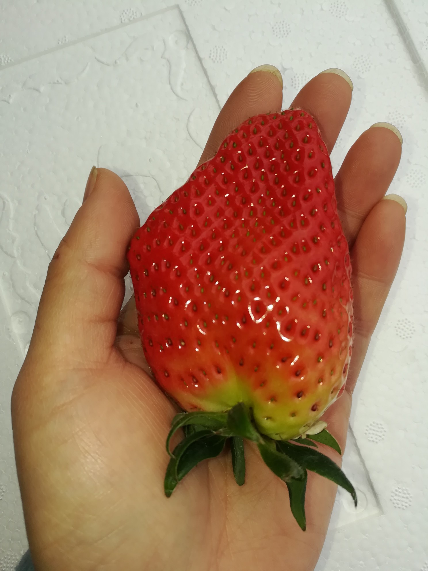 手手那么大的大草莓