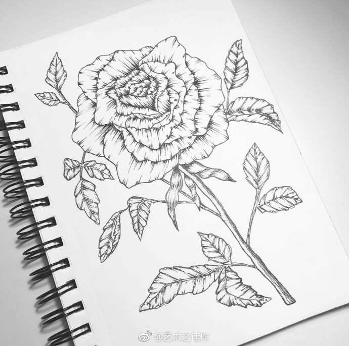 手绘花卉 ,花卉线稿 by:bit_o_honey78 via 艺术之佳作