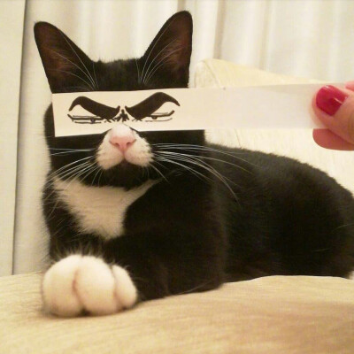 搞笑猫猫头像图片