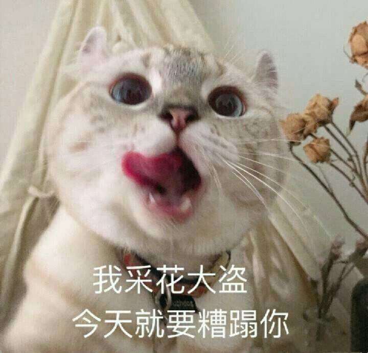 猫狗表情包