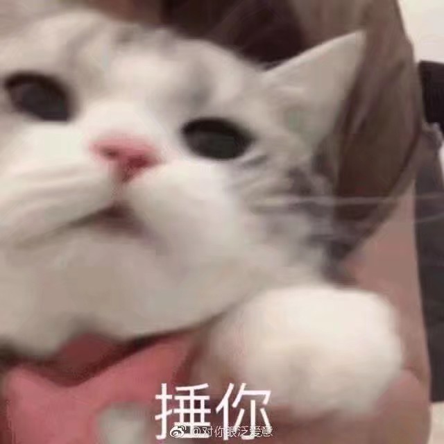 猫咪超可爱表情包^6161