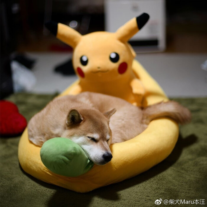 maru柴猪