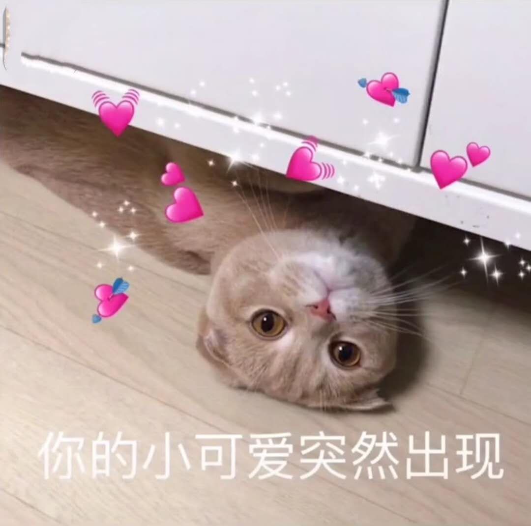 猫咪表情包太可爱了吧 我也想上推荐呀呀呀