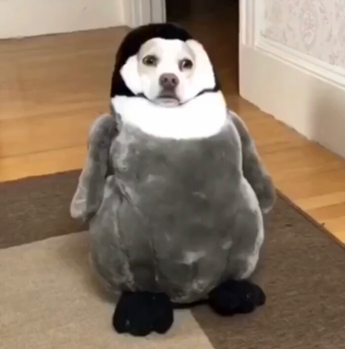 沙雕头像