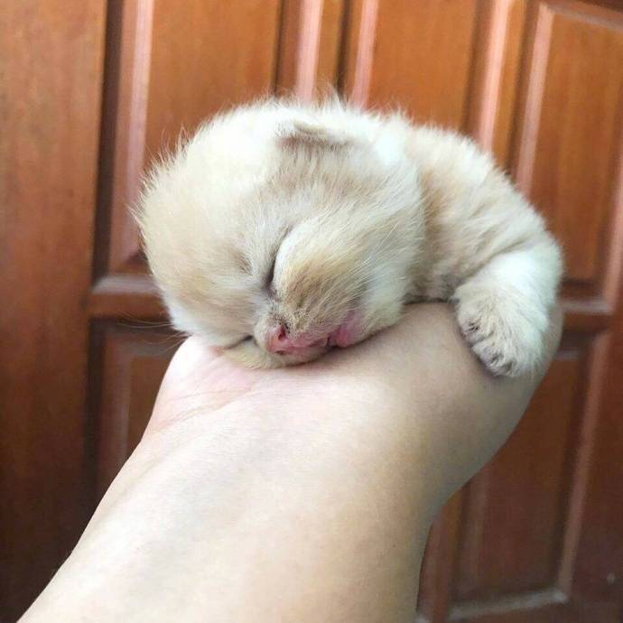 猫仔哦~