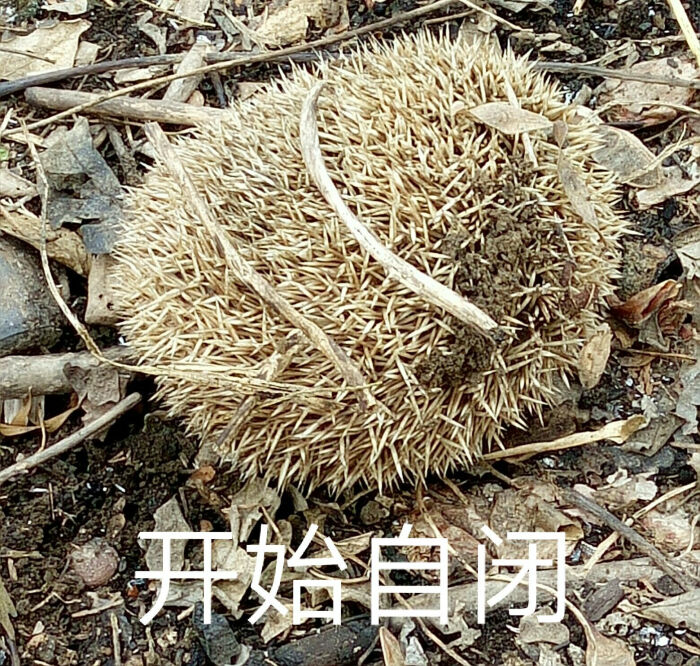 今天烤火时翻到一团刺猬!随手表情包嘿嘿嘿