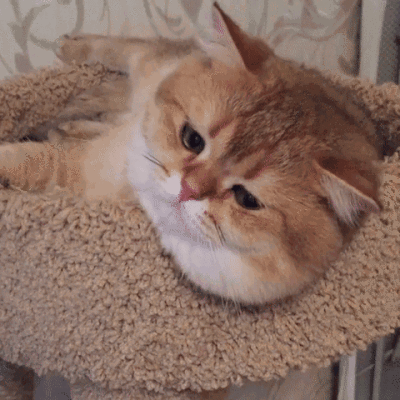 壁纸 动物 猫 猫咪 小猫 桌面 400_400 gif 动态图 动图