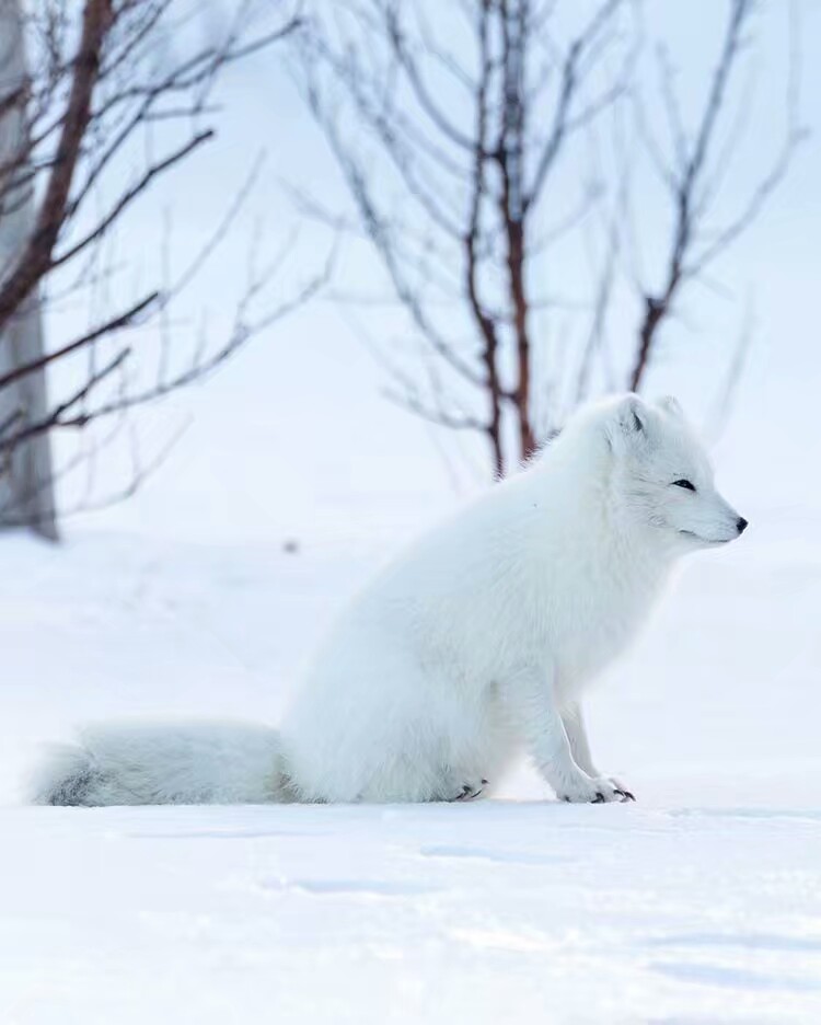 北极狐-堆糖,美好生活研究所