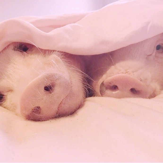猪猪头像可爱情侣图片
