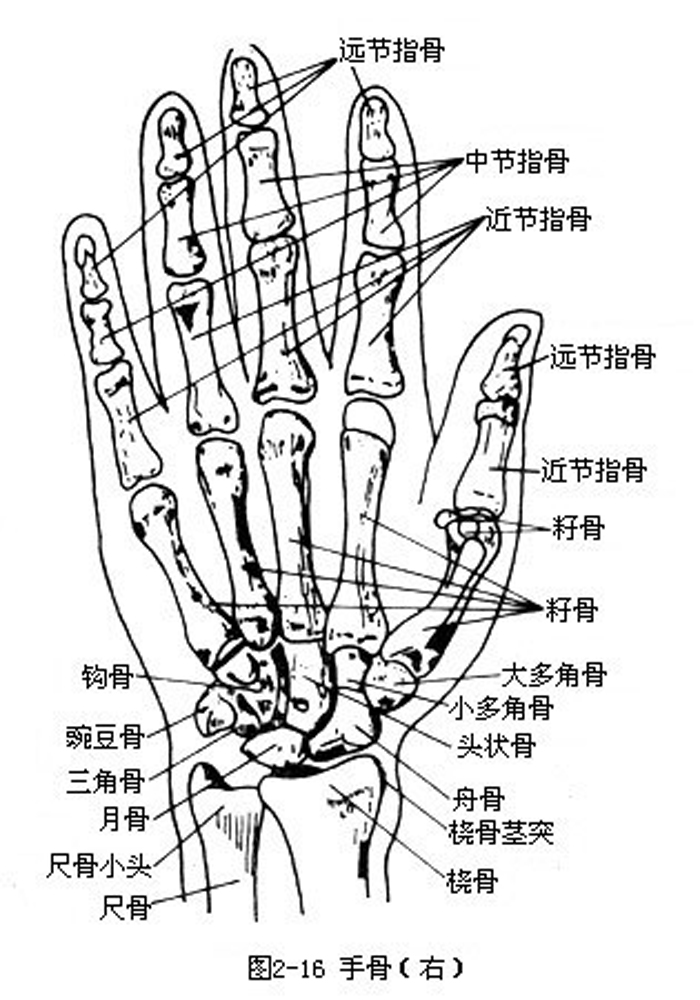 手掌骨头图图片