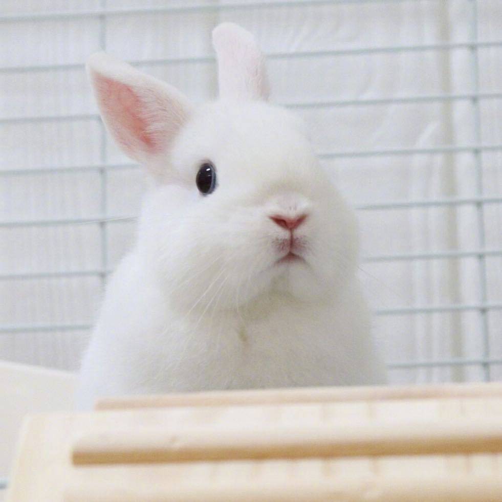 阳光小兔兔头像图片