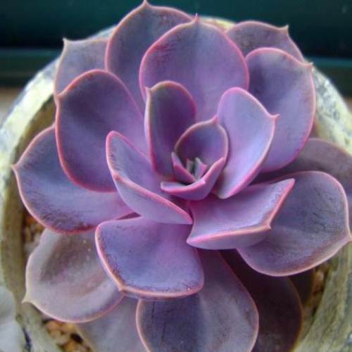 紫珍珠的样子图片