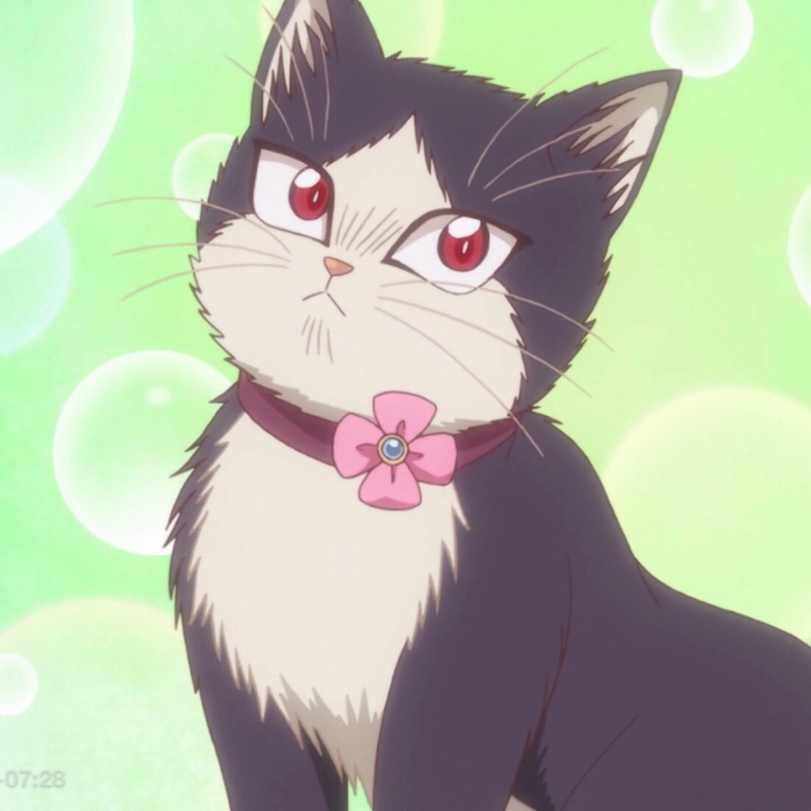 《同居人是猫》