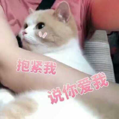 撩哥哥必备可爱表情包