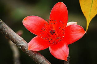 木棉花 