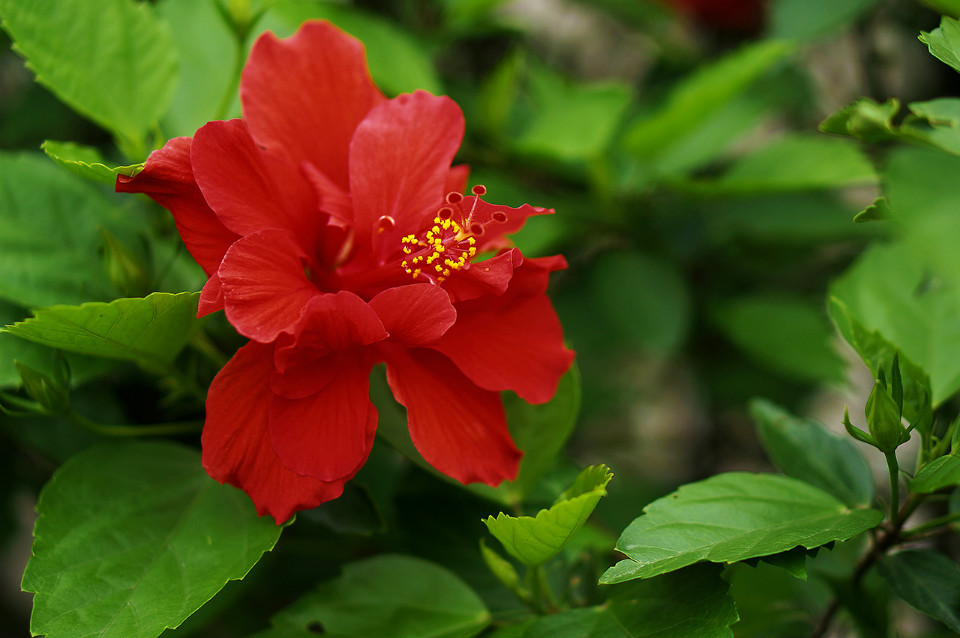 扶桑花 