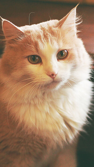 猫咪,壁纸,高清,全屏
