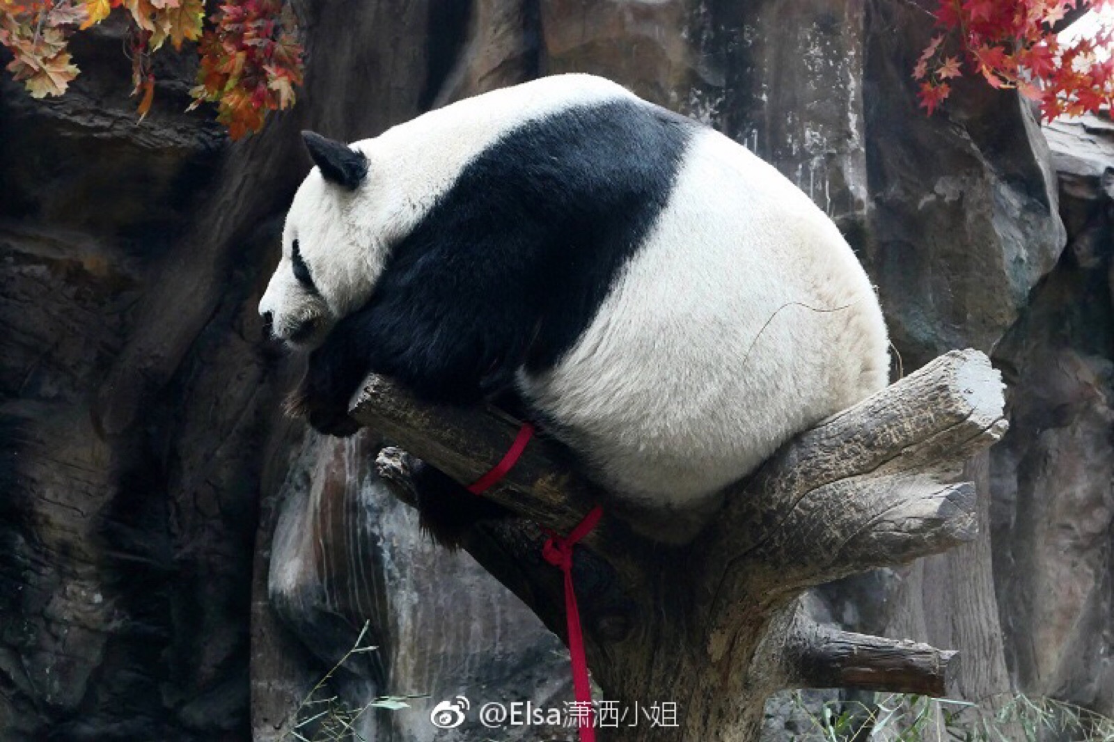 非黑即白熊猫图片
