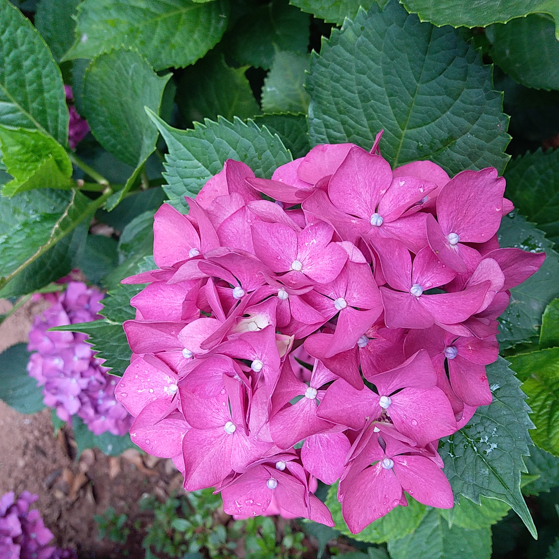 无尽夏绣球花八仙花花海