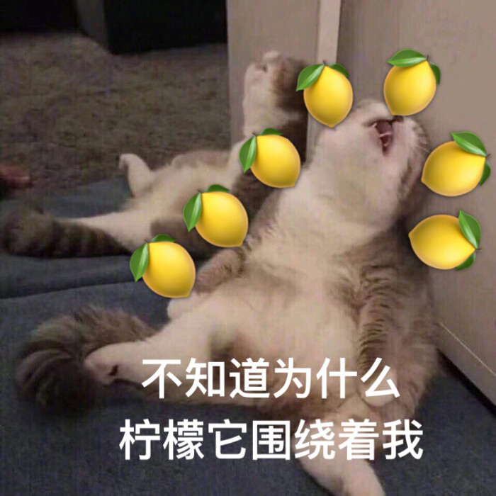 柠檬精必备#一波沙雕猫猫柠檬精表情包,点赞收图!