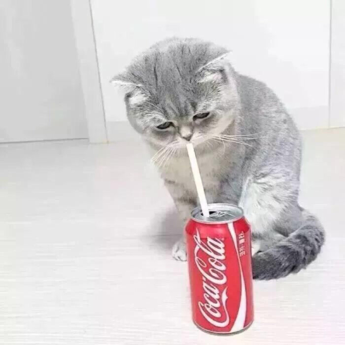 猫咪抱可乐头像图片