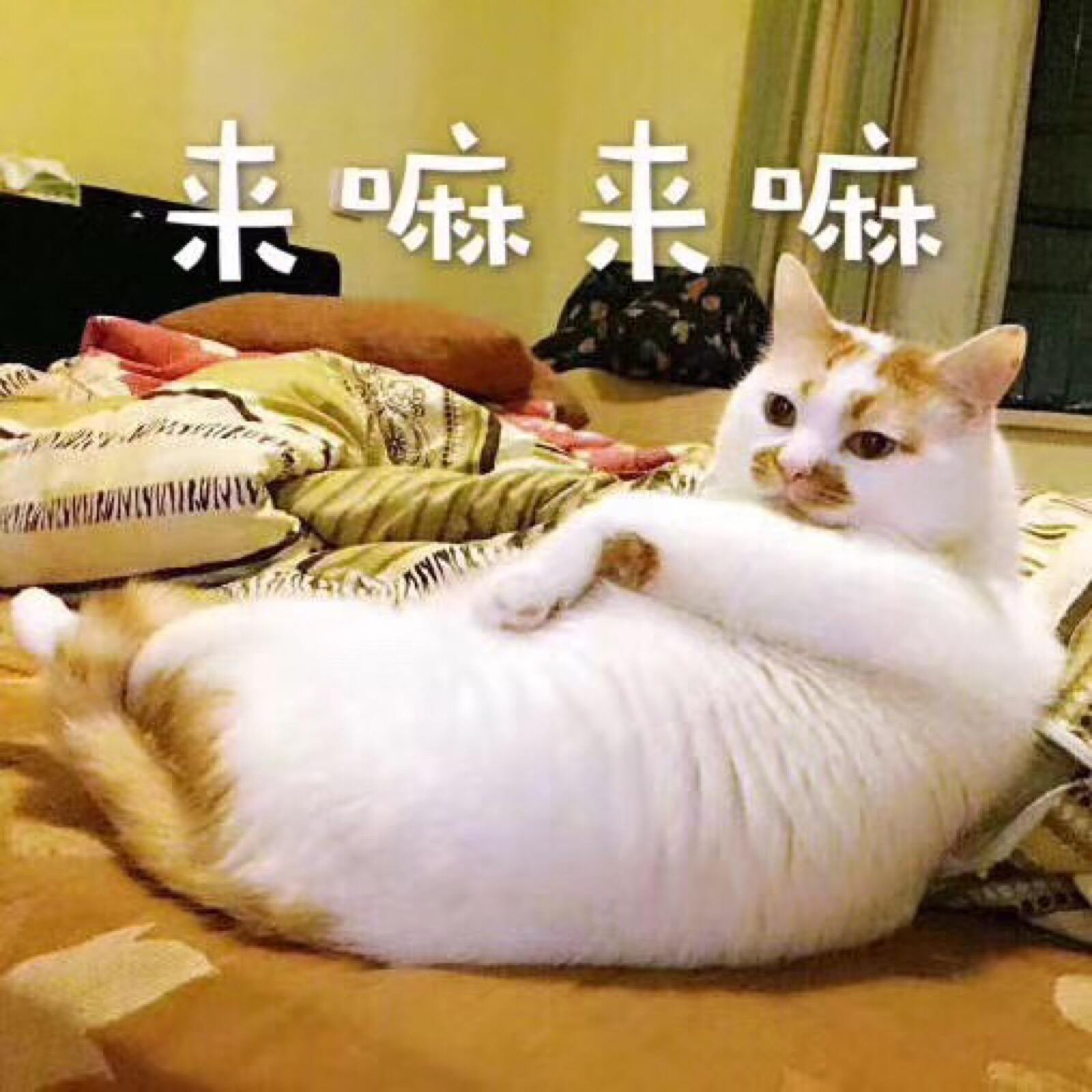 猫咪表情包
