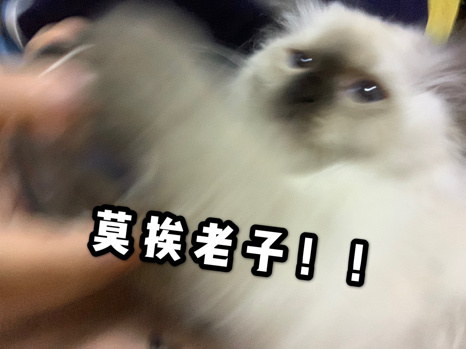 3月1日 8:53   关注  猫 表情包 莫挨老子 可爱 评论 收藏