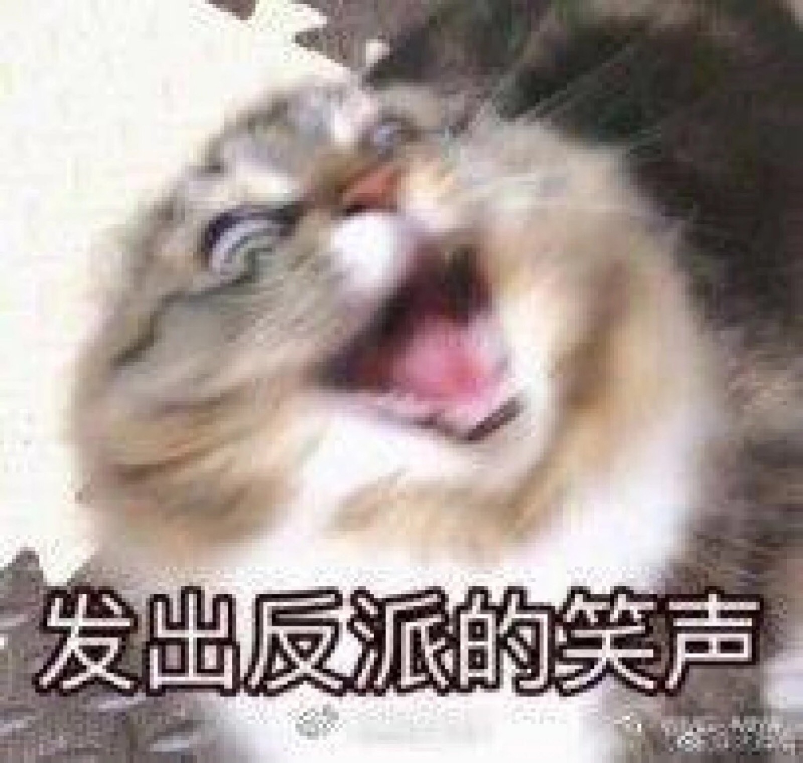 嘁 表情包 喵喵 ?表情喵:弟弟!