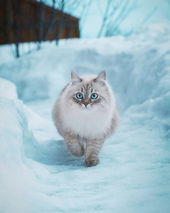 ig:monster_and_melis 西伯利亚森林猫