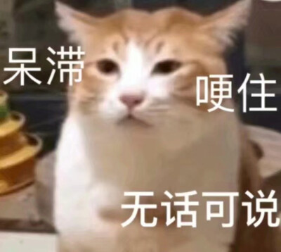 表情包/高糊/高清/熊猫头/猫咪/截图表情/可爱/卖萌/套路/柴犬/沙雕