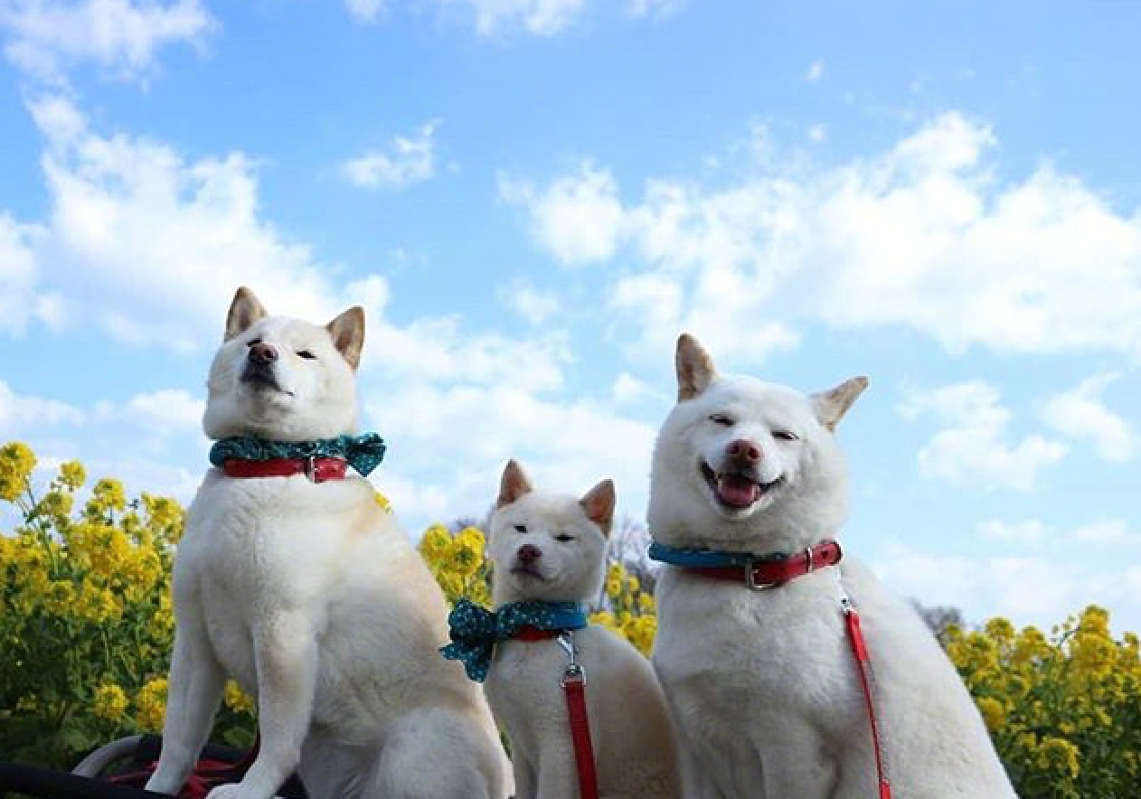 白色柴犬chirochocomilk一家三口的春日旅行