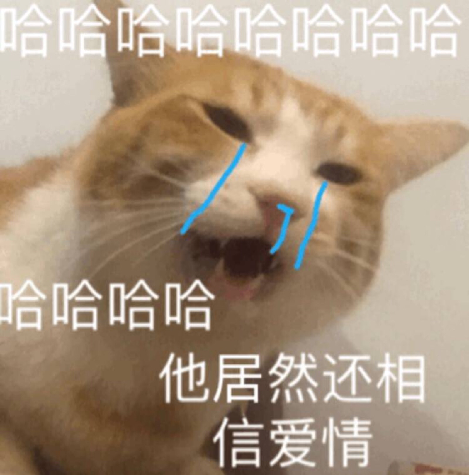 哈哈哈哈他居然还相信爱情