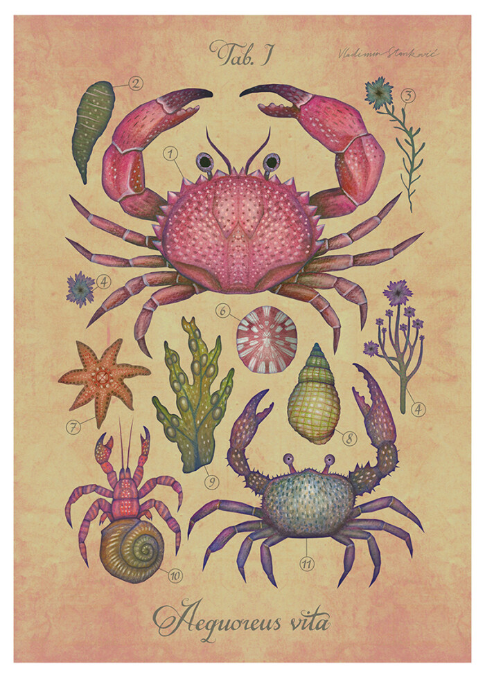 海底世界海洋生物插画 vladimir stankovic