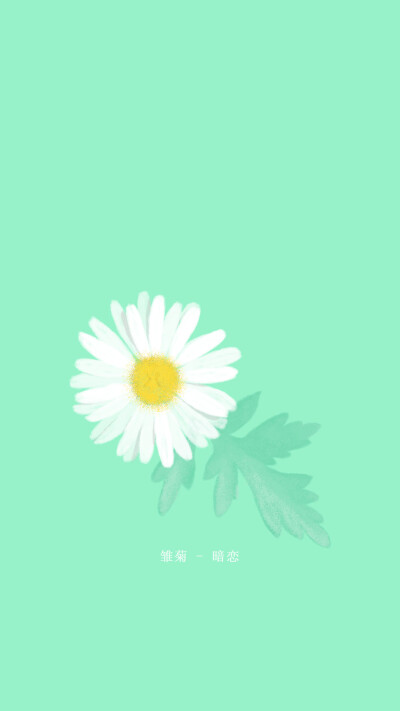 雏菊, 
