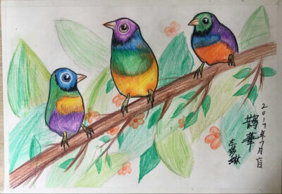 鸟和家禽的美术作业图片