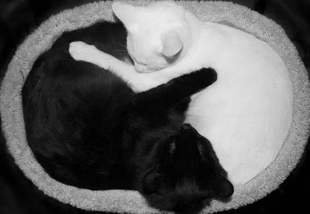 情头黑猫白猫一左一右图片
