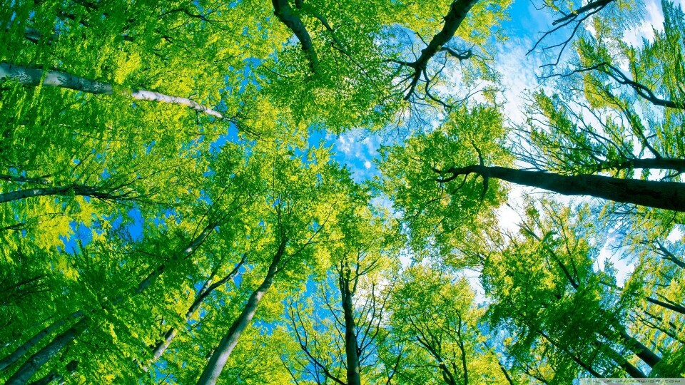 绿色壁纸 背景图